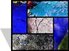 ARMCAS mosaic thumbnail image