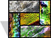 A-TOST mosaic thumbnail image