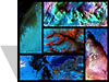 FIRE-ACE mosaic thumbnail image