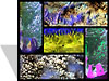 THORPEX mosaic thumbnail image